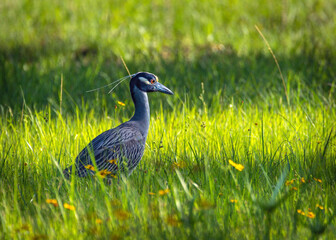 Yellow-crowned Night-Heron in tall grass in Pearland, Texas!