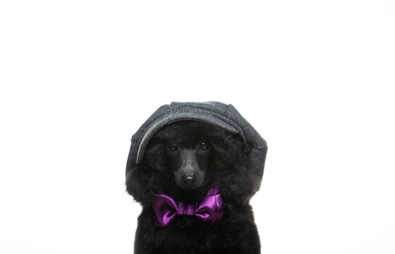 image of dog cap butterfly tie