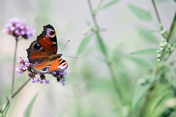 Schmetterling, Tagpfauenauge sitzend auf Eisenkraut, close up