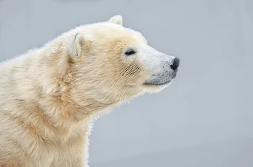Fotobehang Ijsbeer polar bear in snow  © elizalebedewa