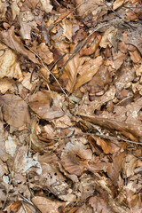 Hintergrund Blätter trockne