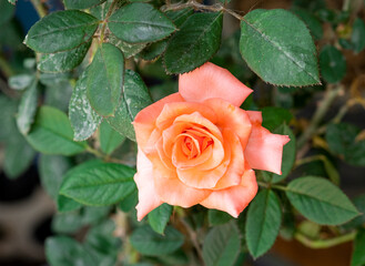 Top view beauty soft pink rose multi petals abstract shape with green leaves in botany garden. symbol of love in valentine day. soft fragrant aroma flora.