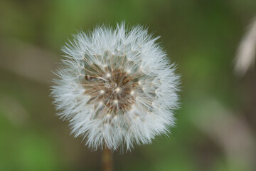 Pusteblume