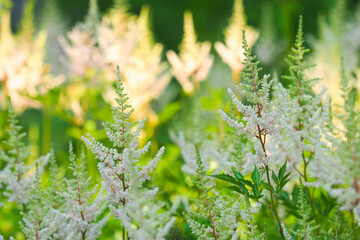 Astilbe arendsii. Light pink astilbe flowers in summer garden. Beautiful fluffy shade tolerance perennial