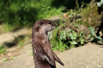 Gros plan sur la loutre de rivière dressée