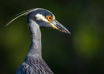 Portrait of a Yellow-crowned Night Heron along the nature trail in Pearland, Texas!