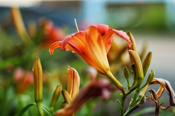 Fototapeta na wymiar orange lily in the garden