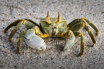 Seychelles crab