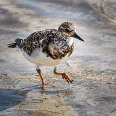 Bird on a beach