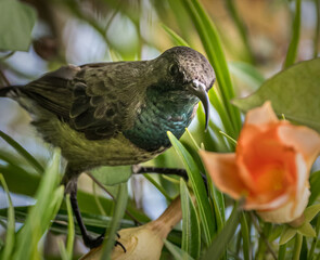 Bird amongst flowers