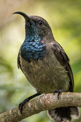 Seychelles bird