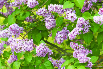 Lilac background, Syringa. Light violet blooming lilac in spring garden