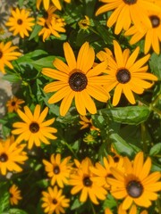 Fototapeta na wymiar yellow flowers in the garden