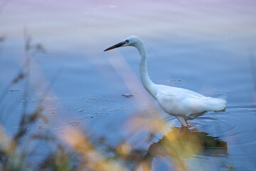 Héron blanc dans eau peu profonde entouré de hautes herbes au crépuscule