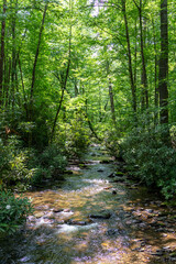 Obraz premium Beautiful tree lined forest path - North Carolina Eastern United States