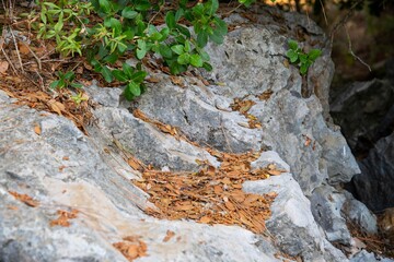 dead brown leaves covering a rock in a forest area