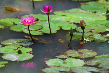 Closeup view of pink and purple waterlily flowers blooming amid green lush leaves on the water under bright summer sunshine. Lovely water lilies in a lotus pond with the atmosphere of Monet's painting