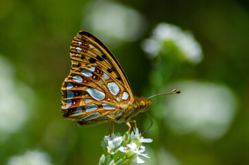Fototapeta na wymiar motyl łąka kwiaty makro