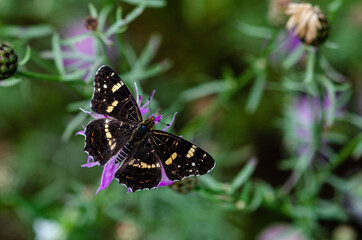 motyl łąka kwiaty makro