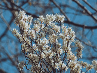 Obraz premium spring blooms