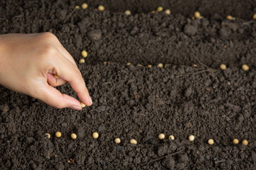 woman planting soybeans in fertile soil Space for text. Planting vegetables.