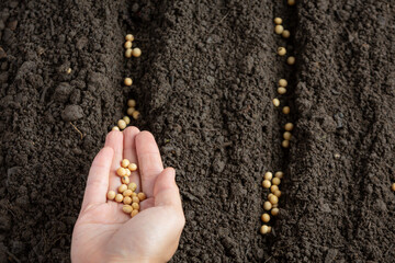 woman planting soybeans in fertile soil Space for text. Planting vegetables.