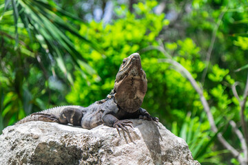 Iguana on rocks in the jungle. Mexico.