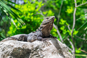 Iguana on rocks in the jungle. Mexico.