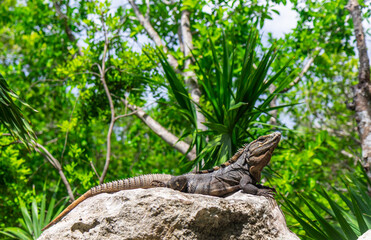 Iguana on rocks in the jungle. Mexico.