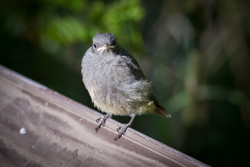 Cute bird sitting on a fence