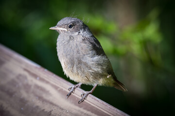 Cute bird sitting on a fence