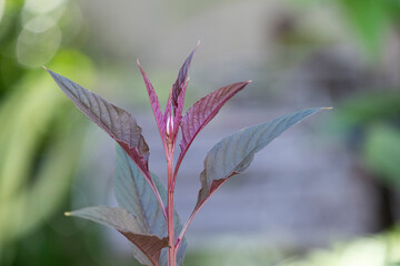 beauty fresh flower buds and blooming with purple leaves in botany garden.