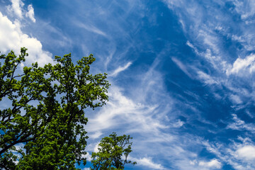 Branches of ancient oak trees against a blue sky with white clouds.