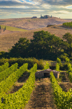 Tuscany's most famous vineyards near town Montalcino in Italy