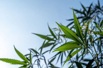 Several cannabis plants against a blue sky. Selective focus.