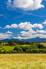 Blooming meadow with Low Tatras in summer time, Slovakia