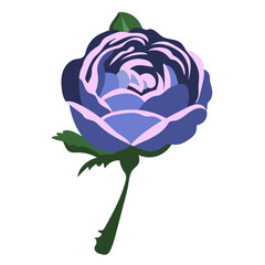 Vintage rose on a white background. Vector