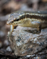 Seychelles lizard