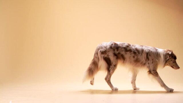 obedient border collie on a beige background. The dog walks, performs tricks in studio