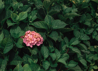 Pink hortensia garden flower on green background with copy space. Purple macrophylla blossom top view close up.