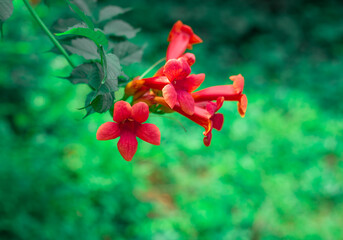 Red orange Chinese trumpet creeper close up. Exotic floral background 