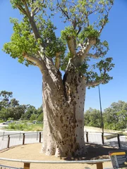 Foto op Plexiglas The very large and thick trunk, and small green leaves, of the 750 years old boab tree, aka bottle, monkey bread or baobab tree. Its weight is 36-tonne. Gija Jumulu tree, Kings Park, Perth, WA © Emerson