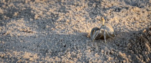 Beach crab
