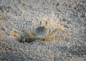 Beach crab