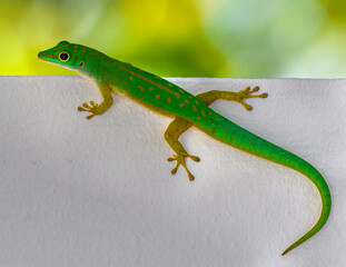 Seychelles lizard