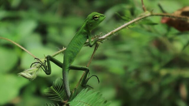 Close up of a feared and curious baby oriental garden lizard breathing loudly while sitting top of a branch of sensitive plant