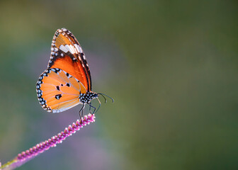 Plain Tiger Butterfly on pink flower