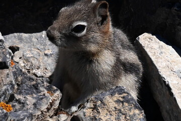 Chipmunk  on the rock