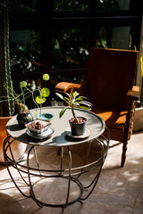 plant on table with blur background