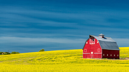 Classic red farm barn in a yellow field of Canola - obrazy, fototapety, plakaty
